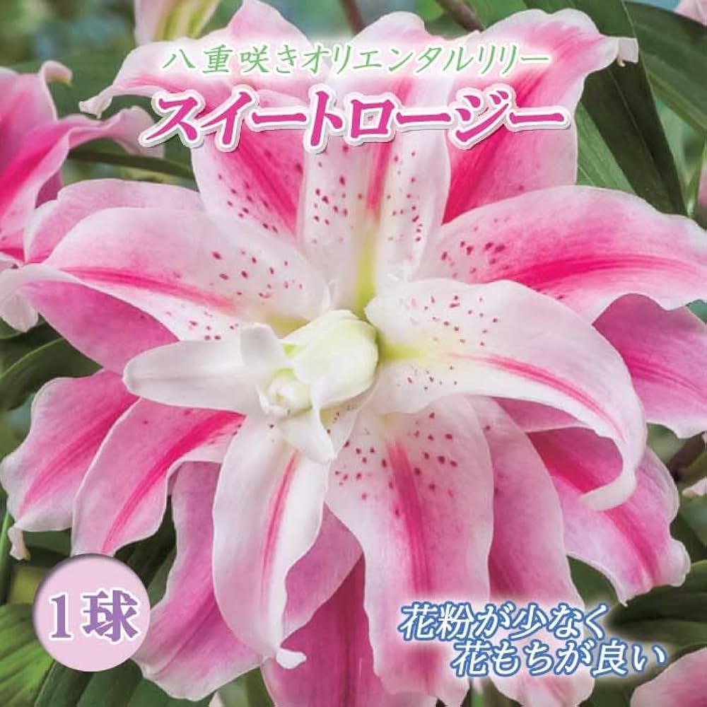 40s スウィートハートジュエリー シルバー 百合 リリー 天国の花 ユリ Amazon.co.jp: 秋植え 球根 八重咲き オリエンタルリリー 百合